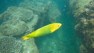 Finding INCREDIBLE Tropical Fish on the Tangalooma Shipwrecks [upl. by Ardnola]