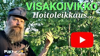 Visakoivikko Hoitoleikkaus pukinpaja1974 [upl. by Anillehs]