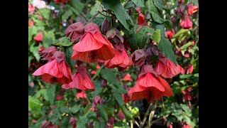 Abutilons [upl. by Sirrah]