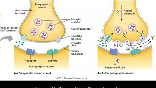 What Are Neurons and How Do They Work [upl. by Ailegna]