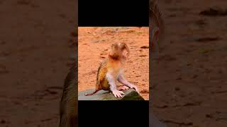 Congratulation Newborn 1 day old monkey animals short [upl. by Kramlich544]