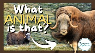 A Visit to the Musk Ox Farm  Musk Ox Facts and Fun  Alaska with kids  Palmer Alaska [upl. by Wiersma]