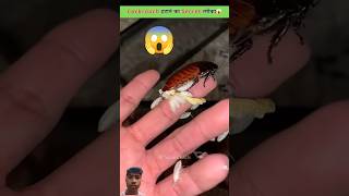 Cockroach को ऐसे कभी मत मारना😱 cockroach amazingfacts animal factsinhindi insects facts short [upl. by Ringsmuth982]