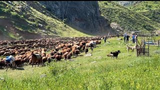 KOYUNLARLA KUZULARI BİRBİRİNDEN AYIRDIK  YILIN İLK SÜTÜ SAĞILDI [upl. by Alicirp]