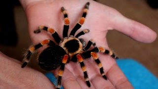 Handling beautiful Mexican Giant Red knee tarantula B annitha Inferion7 [upl. by Nosnej]