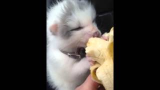 Ghost my pet fox  Sunglow fox kit eating banana [upl. by Saied411]