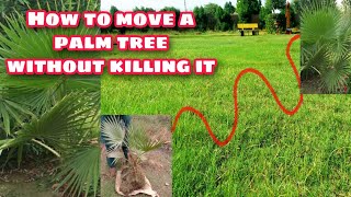 How to moveshift a palm tree without killing it  Gardening and Junk Art [upl. by Inneg44]