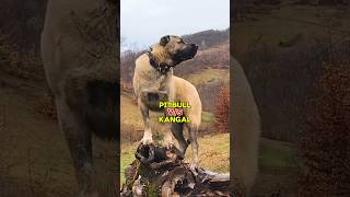 Pitbull vs Kangal 🥊  पिटबुल और कंगाल की लड़ाई 🐕 [upl. by Kinny795]