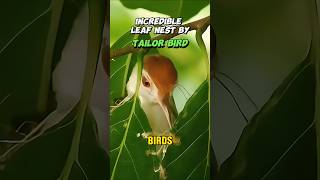 The best leaf nest by tailor birds birds crazybirds funnyanimals momentswithbirds funnyfacts [upl. by Anaitsirc111]