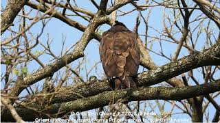 Oriental Honeybuzzard Pernis Ptilorhynchus torquatus  Juvenile  Chiu S C DSCN2012 [upl. by Boys]