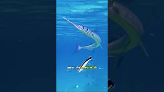 Needlefish  Swift Predator of the Deep [upl. by Noired159]