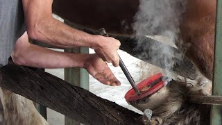 Shoeing a draft horse in close up and in detail [upl. by Shepherd789]