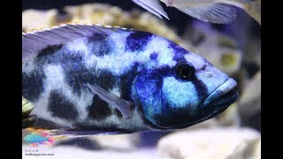 Nimbochromis Livingstonii  The quotLivingquot Rockcichlid  Cichlidspeciescom [upl. by Nolita]