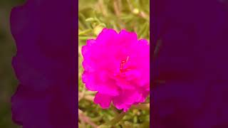 Best fertilizer for Moss Rose 🌹fertilizer organicfertilizerforplants plants shortvideo [upl. by Athena44]