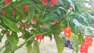 I Have a Gift🤘🌶🌱 FTG whiteowned containergardening [upl. by Lurlene747]