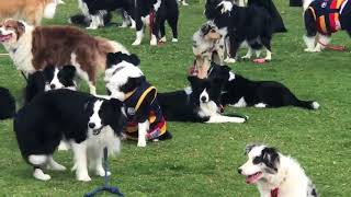 Almost 600 Border Collies Gather in Attempt to Break World Record [upl. by Earezed]