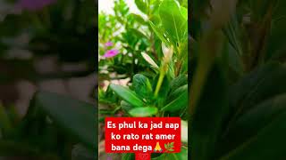 Jai maa Lakshmi  garden es  vastu  vairal trending video [upl. by Alysia]