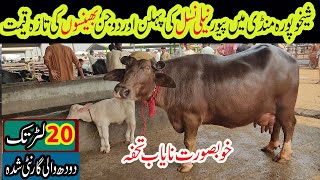 Buffalo demand in sheikhupura sheikhupura cattle market sheikhupura mandi [upl. by Dominica]