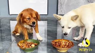 Puppies Food Review 2024  Homemade Healthy Food Showdown  Petify TV Dog Series 75 puppyeating [upl. by Sexela]