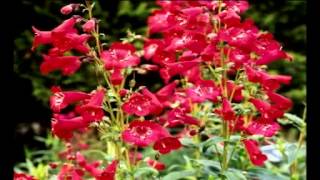 Perennial Penstemon Collection [upl. by Thorstein]