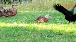 Angry Baby Duckling Attacks Crow [upl. by Gwenora]