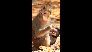 Cute baby monkey is live Day 021  EP 01 [upl. by Rubetta]