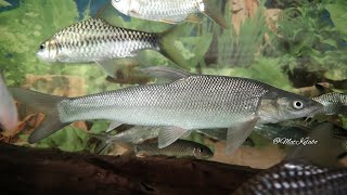 Luciobarbus brachycephalus  Aral Barbel China [upl. by Prager]