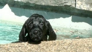 8 Week Old Portuguese Water Dog Puppy Swims for The First Time [upl. by Shermie]