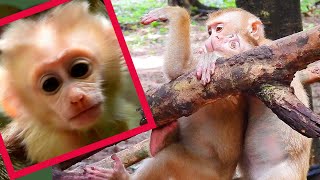 Beautiful monkeys playing amazing video clips monkeys [upl. by Utham]