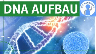 Zusammensetzung der DNA  DNA Aufbau  Bestandteile amp Struktur der DNA  Nucleotide Bausteine [upl. by Linnette]