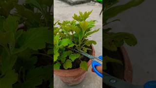 chrysanthemum pruning shots [upl. by Ame]