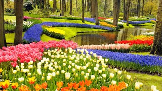 Keukenhof Gardens and Tulip Fields Tour from Amsterdam [upl. by Lowson]