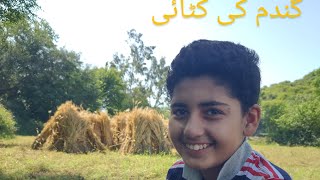 Tarbela Ghazi  گندم کی کٹائی  VillageBharwasa [upl. by Eirollam952]