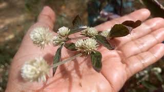 2 Alternanthera brasiliana Alternanthera dentata 💚 Joyweed 💚 Nature and nature sounds [upl. by Eyde]