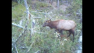 Trail Camera Video Nov 8 2024 [upl. by Ylas]