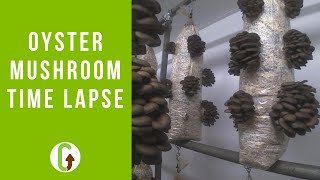 Oyster Mushroom Timelapse Video amp How Mushrooms Grow So Fast  GroCycle [upl. by Eskil193]