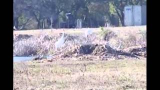 Whooping Cranes Dancing Rockport TX [upl. by Happy509]