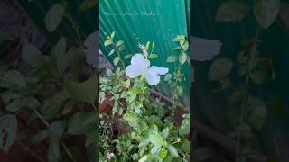 Plants repotting  RK pattarai soil minivlog shortsfeed ytshorts tamil plants homemaker [upl. by Lexine]