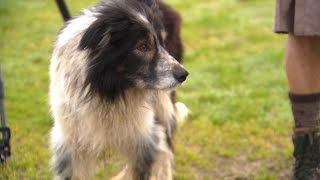 Sheep Herding Dogs in Scio Andy’s Adventures  2024 [upl. by Munniks978]