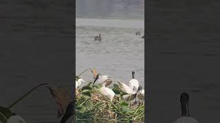 Black headed Ibis searching for something viralvideo viralshort viralreels reels viralshorts [upl. by Noisla]