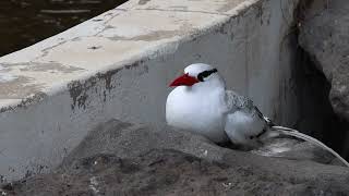 Redbilled tropicbird [upl. by Aiasi]