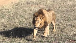 Manyelethi Male Lions at MalaMala by Winfried Simm [upl. by Pickford]