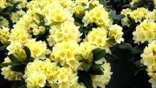 Best Garden Shrubs Rhododendron Capistrano [upl. by Aneeuqal]