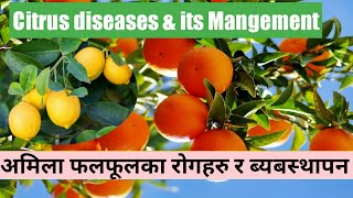 अमिला फलफूलमा लाग्ने रोगहरु र बेबस्थापन बिधि  Diseases of citrus amp Its Management  KN Krishi Nepal [upl. by Carolin402]