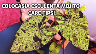 Care tips for colocasia esculenta mojito [upl. by Airreis]