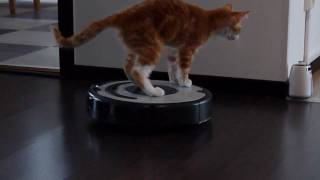 DeXter La Perm Captain of the ROOMBA [upl. by Litt]