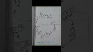 Life cycle of trypanosoma trypanosoma kumaununiversity pyq viral msc top pyqs [upl. by Polad]