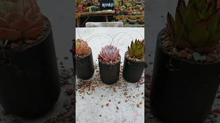 Changing Empty Bottle into Decoration piece homedecor planter diy [upl. by Frantz]