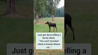 Wildlife visitor on the horse farm alternativehorsemanship [upl. by Essam]