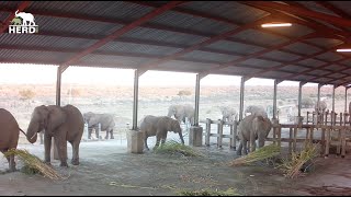 Behind the Scenes The Elephant Homestead 🌿 [upl. by Aicener]